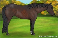 Horse Color:Brown 