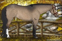 Horse Color:Brown Dun 