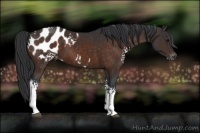 Horse Color:White Spotted Brown Appaloosa 