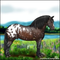 Horse Color:Brown Appaloosa 