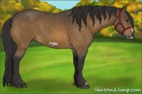 Horse Color:Buckskin Frame 