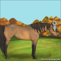 Horse Color:Buckskin 