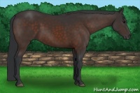 Horse Color:Brown 