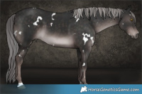 Horse Color:Platinum White Spotted Liver Chestnut 
