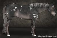 Horse Color:Platinum White Spotted Liver Chestnut 