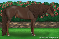 Horse Color:Gray Chestnut 
