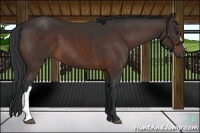 Horse Color:Brown 