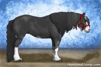 Horse Color:Black Sabino 