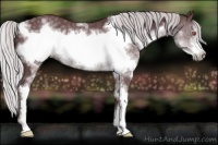 Horse Color:White Spotted Chocolate Silver Black Chinchilla Sabino Frame