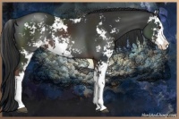 Horse Color:Liver Chestnut Sabino 