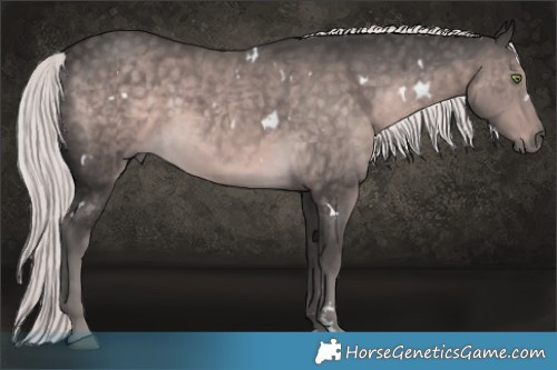 Horse Color:Platinum White Spotted Chocolate Palomino 