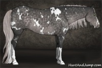 Horse Color:Platinum White Spotted Chocolate Palomino 