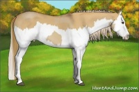 Horse Color:Red Dun Splash  and Palomino Dun Splash 