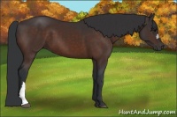 Horse Color:Brown 