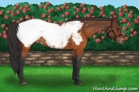 Horse Color:Brown Appaloosa