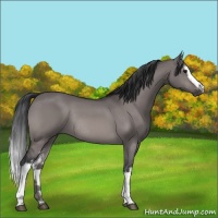 Horse Color:Platinum White Spotted Brown Dun Rabicano 