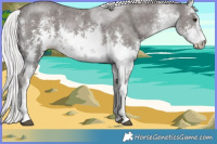 Horse Color:Platinum White Spotted Chocolate Palomino Sabino 