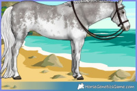 Horse Color:Platinum White Spotted Chocolate Palomino Sabino 