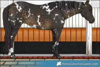 Horse Color:White Spotted Buckskin