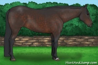 Horse Color:Brown 