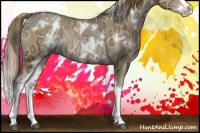 Horse Color:White Spotted Liver Chestnut Ice Pearl Splash Rabicano 