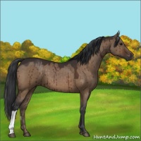Horse Color:Brown Dun