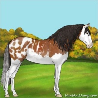 Horse Color:Bay Splash Appaloosa 