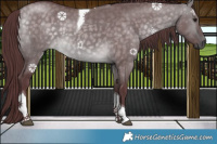 Horse Color:Platinum Chocolate Buckskin Dun Tobiano 
