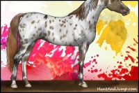 Horse Color:White Spotted Liver Red Dun Appaloosa 