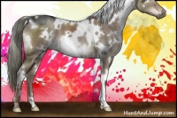 Horse Color:White Spotted Liver Red Dun