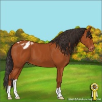 Horse Color:Bay Appaloosa 