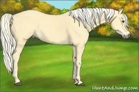 Horse Color:Palomino 