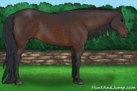 Horse Color:Brown 