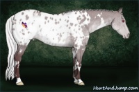 Horse Color:White Spotted Chocolate Silver Grullo Chinchilla Blanket Brindle 