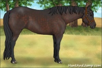 Horse Color:Brown 