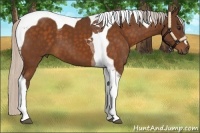 Horse Color:Silver Buckskin Tobiano 