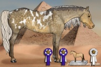 Horse Color:Silver Smoky Grullo Appaloosa 