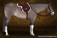 Horse Color:Platinum Buckskin 