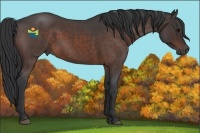 Horse Color:Brown Roan
