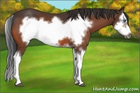 Horse Color:Bay Splash Frame 