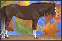 Horse Color:Liver Chestnut Splash 