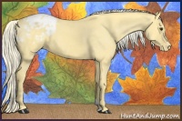 Horse Color:Palomino Appaloosa 