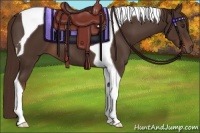 Horse Color:Liver Chestnut Tobiano