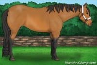Horse Color:Bay 
