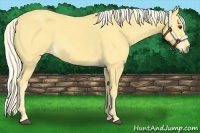 Horse Color:Palomino