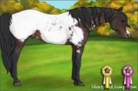 Horse Color:Brown Appaloosa 