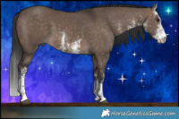 Horse Color:White Spotted Brown Dun