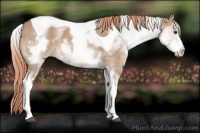 Horse Color:White Spotted Red Dun Tobiano 