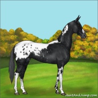 Horse Color:Black Chinchilla Ice Tobiano Appaloosa 