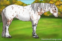 Horse Color:Brown Appaloosa  and Bay Appaloosa 